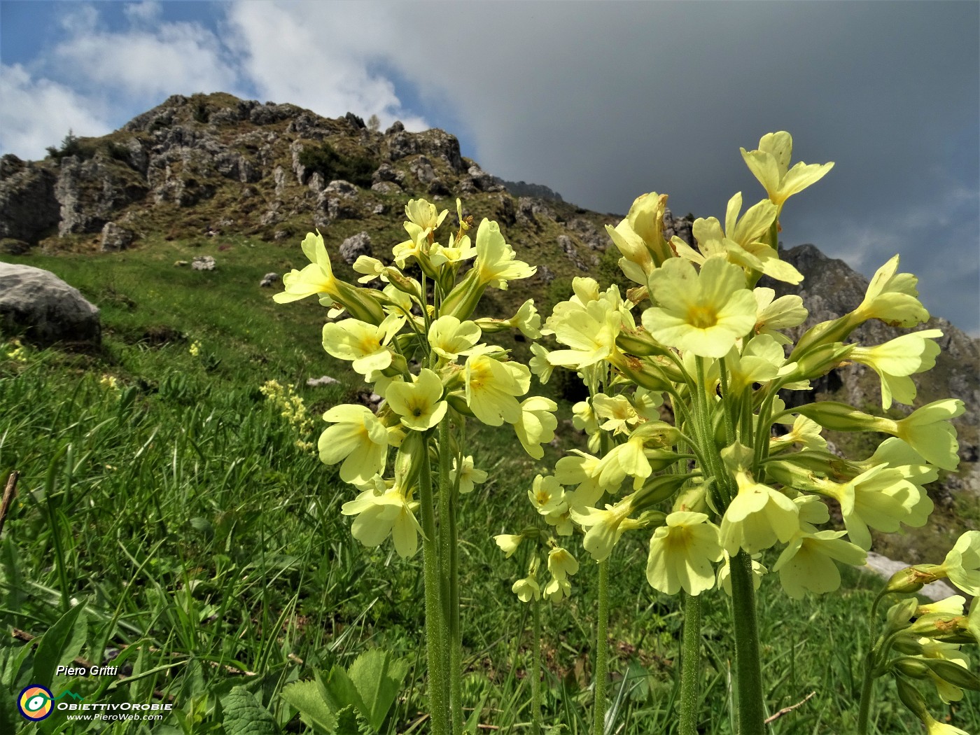 91Tanti fiori di primula maggiore (Primula elatior) al Passo di Grialeggio con sguardo indietro al Venturosa.JPG